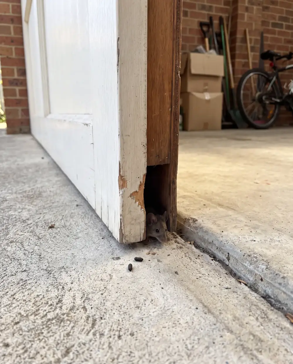 Mouse using a gnawed gap under a garage door frame