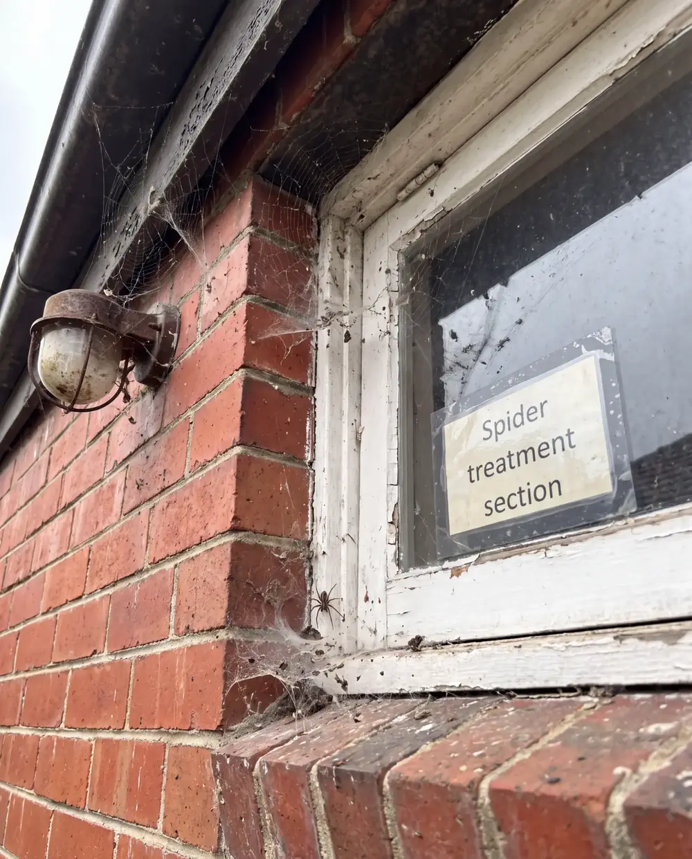 Spider webbing treated around an external window and eaves